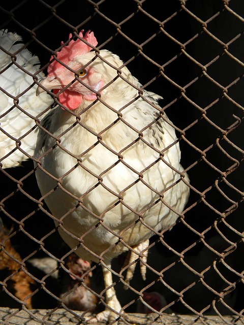 保护自己的 保护自己的